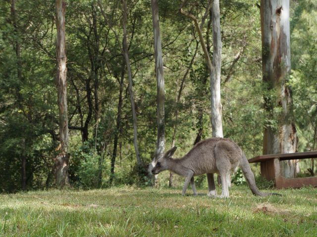 a kangaroo at Euroka Campground