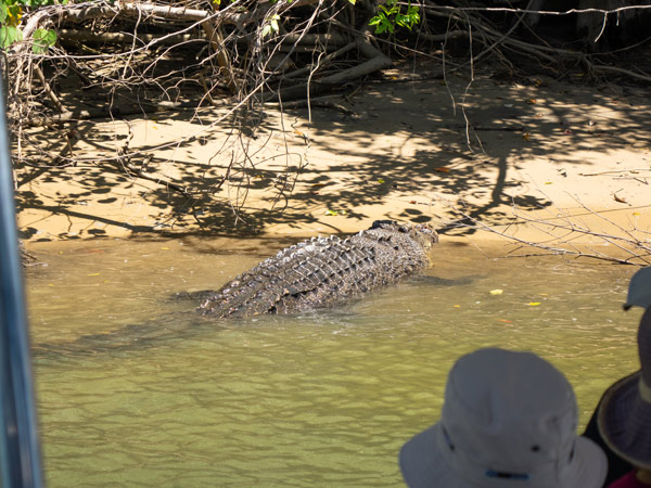 spotting a croc during Crocodile Express Daintree River Cruises