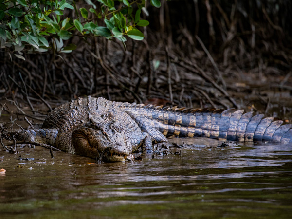 a crocodile in the Daintree River