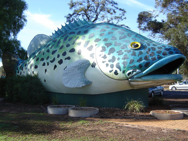 Giant Murray Cod Swan Hill Victoria