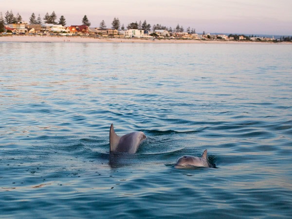 Dolphins spotted at Henley Beach