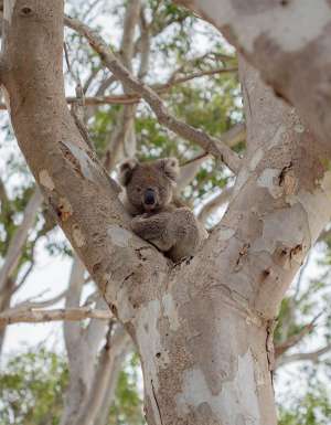 A koala rests in a gum tree at Kangaroo Island Wildlife Park