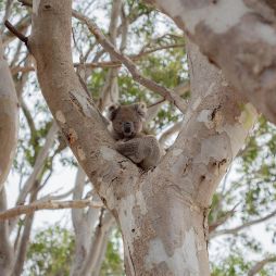 A koala rests in a gum tree at Kangaroo Island Wildlife Park