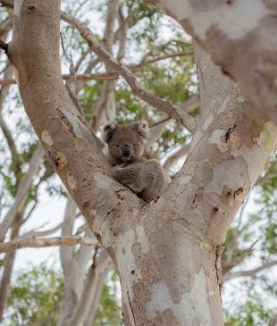 <p><i>A guide to visiting</i> <strong>Kangaroo Island</strong> Wildlife Park</p>
