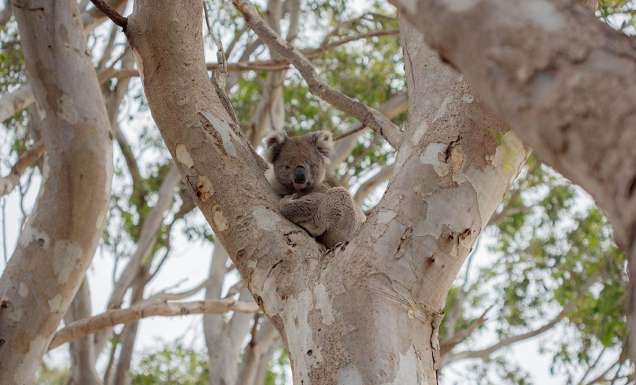 A koala rests in a gum tree at Kangaroo Island Wildlife Park