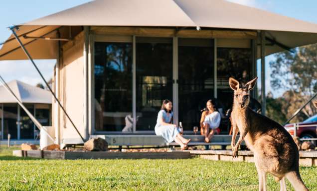 kangaroos at Habitat Noosa Everglades Ecocamp