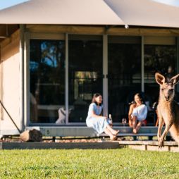 kangaroos at Habitat Noosa Everglades Ecocamp