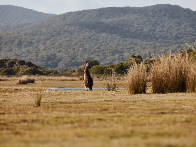 a kangaroo at Narawntapu National Park