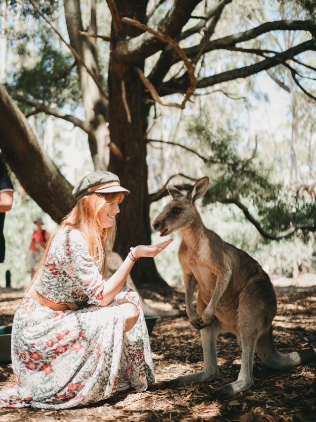 feeding a kangaroo at Trowunna Wildlife Sanctuary