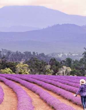 lavender fields at the Bridestowe Lavender Estate