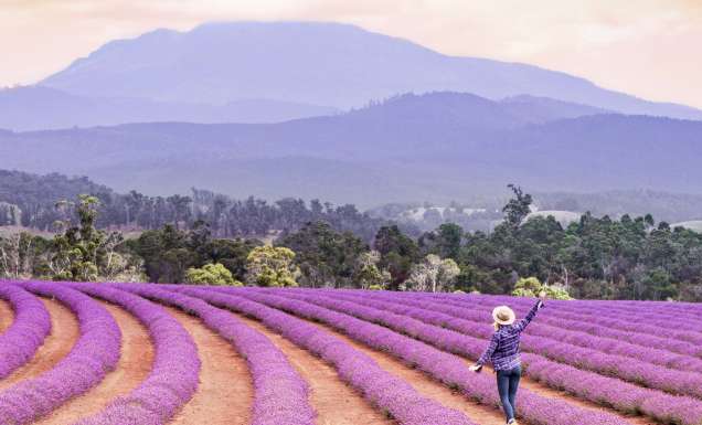 lavender fields at the Bridestowe Lavender Estate