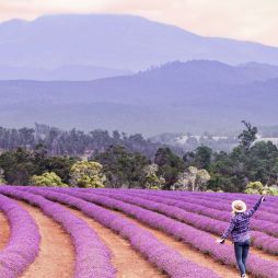 lavender fields at the Bridestowe Lavender Estate