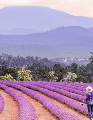 lavender fields at the Bridestowe Lavender Estate