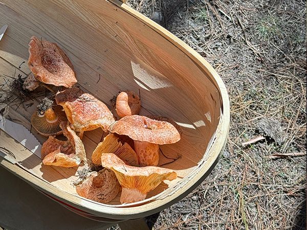 Diego Bonetto foraging