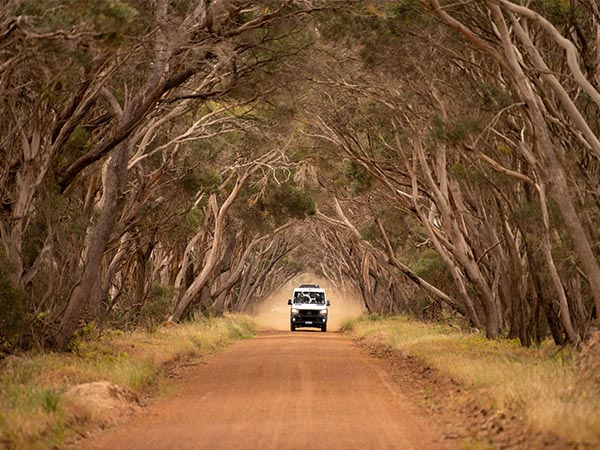 An Exceptional Kangaroo Island tour vehicle drives down a road on Kangaroo Island