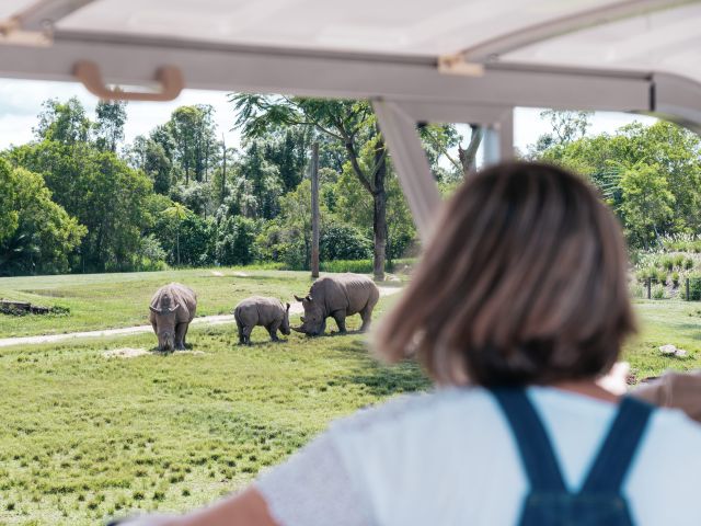 rhinos at Australia Zoo, Noosa