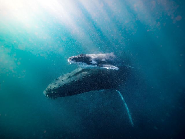 Noosa Wave Boating Adventures Swim with the Whales