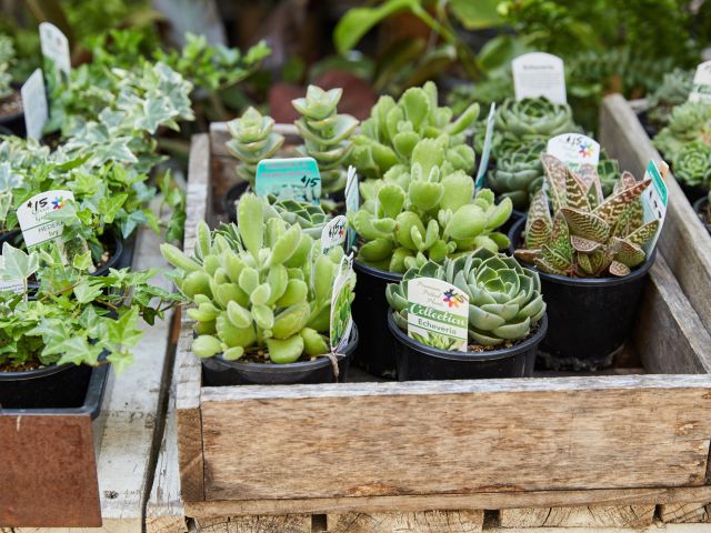 succulents for sale at Dirty Janes Bowral