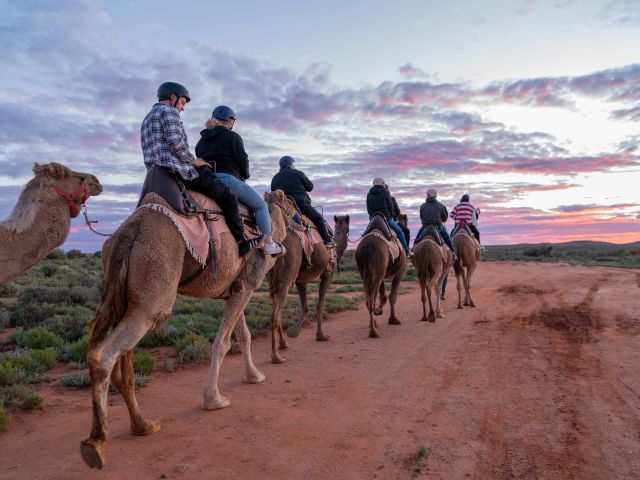 Silverton Outback Camels in Broken Hill.