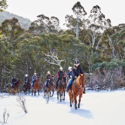Thredbo Valley Horse Riding through the Snowy Mountains
