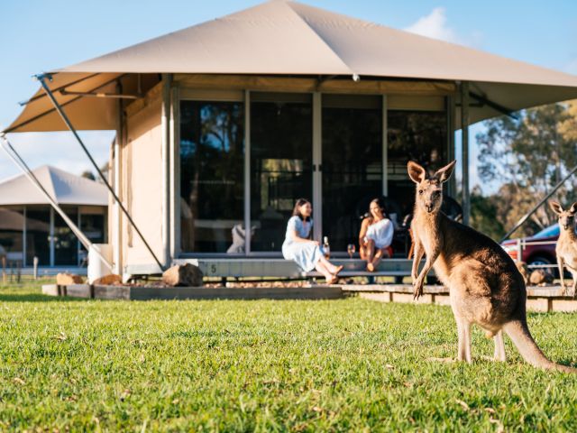 a kangaroo outside a glamping tent at Habitat Noosa Everglades EcoCamp