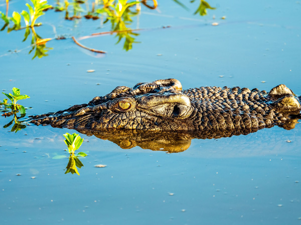 a saltwater crocodile at Yellow Water