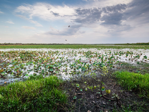 the Mamukala Wetlands in Kakadu