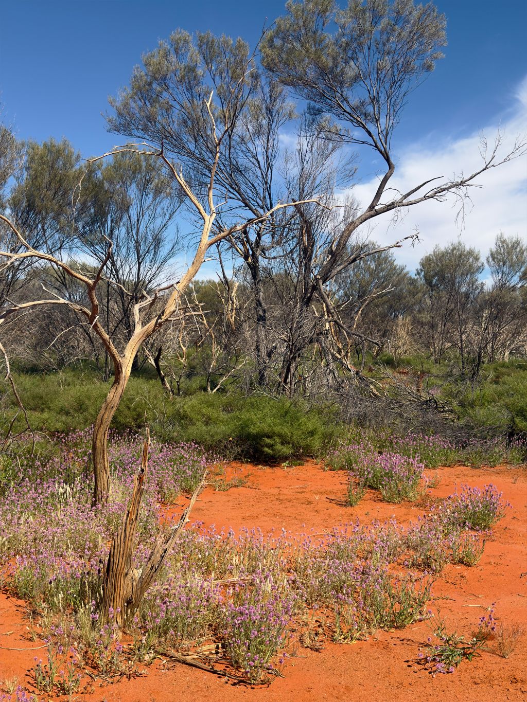 Mulla mulla flowers in bloom