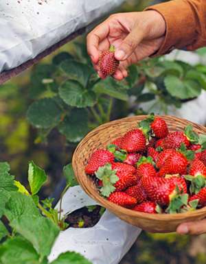 The juiciest strawberry picking spots in Perth