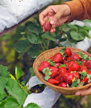 <p><i>The juiciest strawberry picking spots</i> in <strong>Perth</strong></p>
