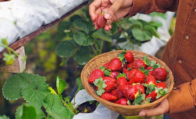 The juiciest strawberry picking spots in Perth