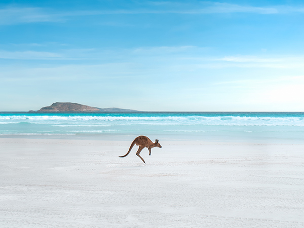 kangaroo in Lucky Bay