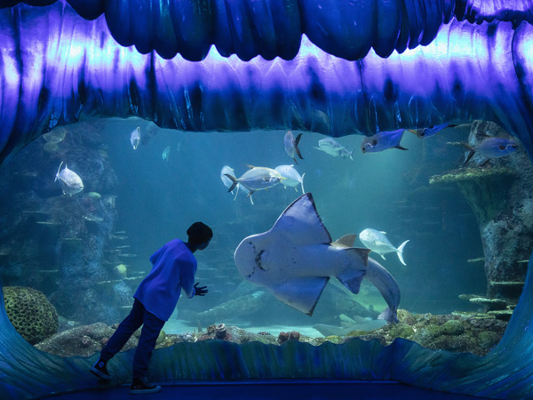 Young boy enjoying his visit to SEA LIFE Sydney Aquarium, Darling Harbour.