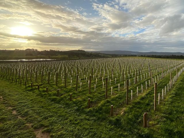 grapevines at Curly Flat Vineyard