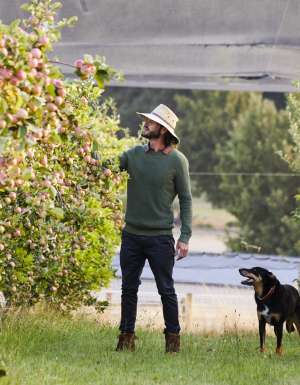 the apple orchard at Daylesford Cider