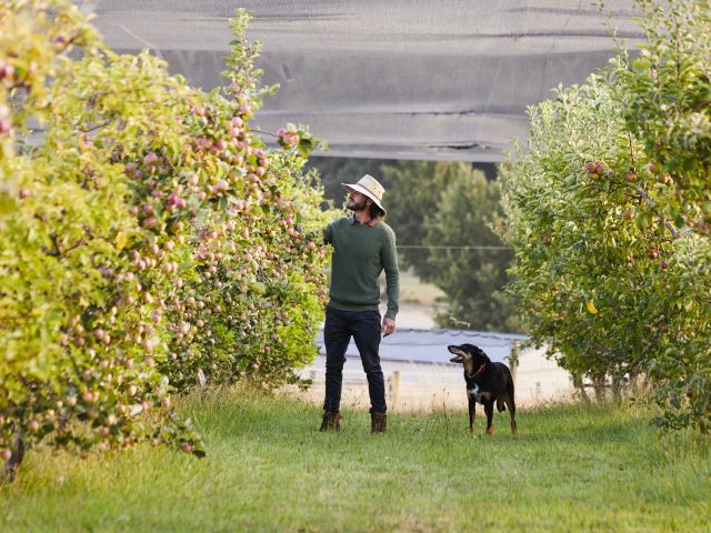 the apple orchard at Daylesford Cider
