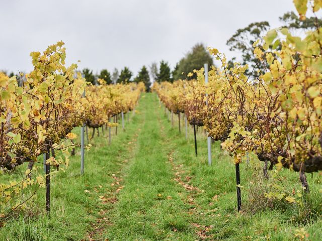 the vineyard at Passing Clouds