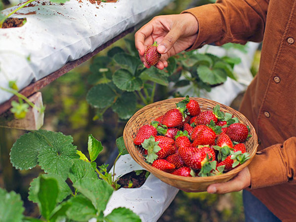 My Strawberry Farm at Perth