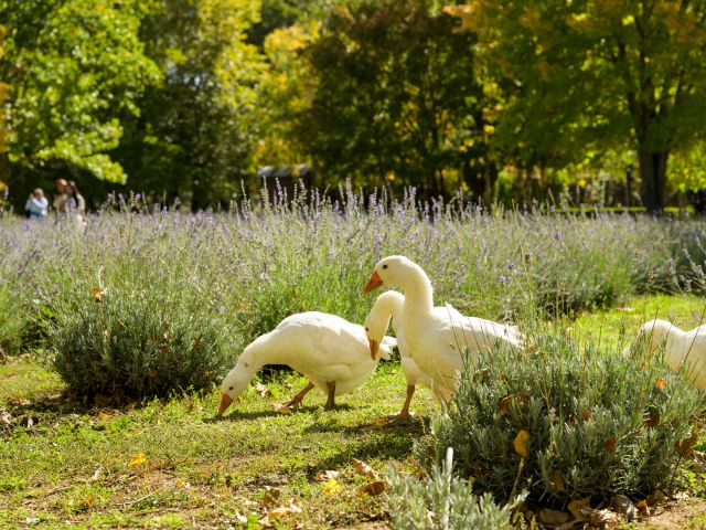 geese foraging in a field of lavender