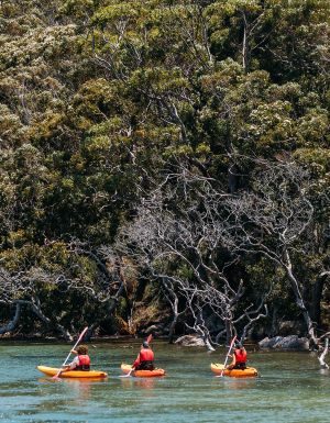 bundeena kayaks group exploring sutherland shire