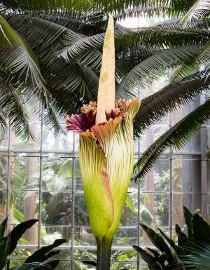 Bunga Bangkai - the rare and smelly flower about to bloom at Royal Botanic Garden Sydney