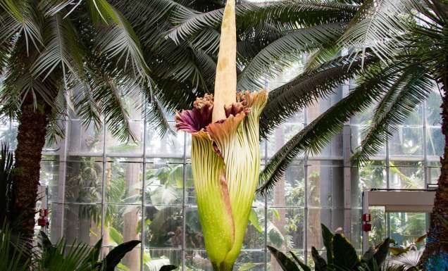 Bunga Bangkai - the rare and smelly flower about to bloom at Royal Botanic Garden Sydney