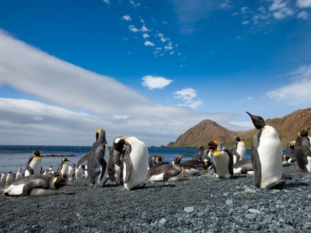 Penguins on Landing Beach, Macquarie Island