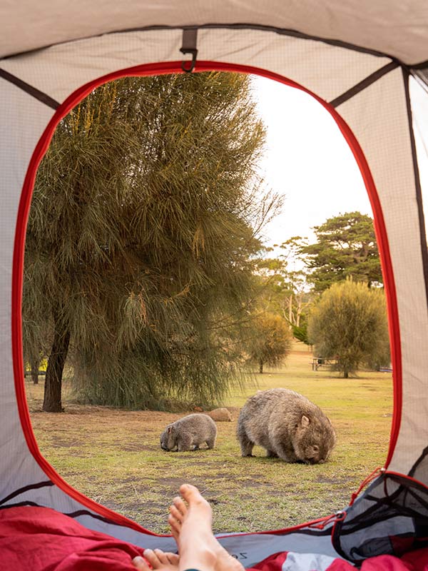 camping with wombats in Maria Island national park tasmania