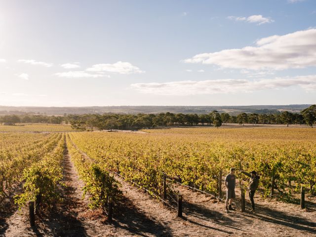 Hither & Yon vineyards, McLaren Vale 