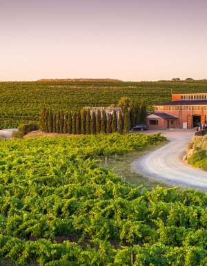 the scenic Coriole Vineyards, McLaren Vale