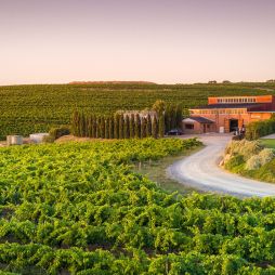 the scenic Coriole Vineyards, McLaren Vale