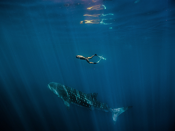 person snorkelling with a whale shark in ningaloo reef western australia
