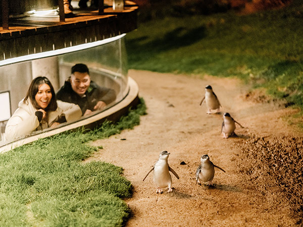 [enguin parade on phillip island victoria