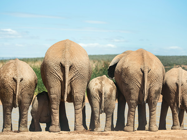 the backside of elephants drinking from waterhole in south africa